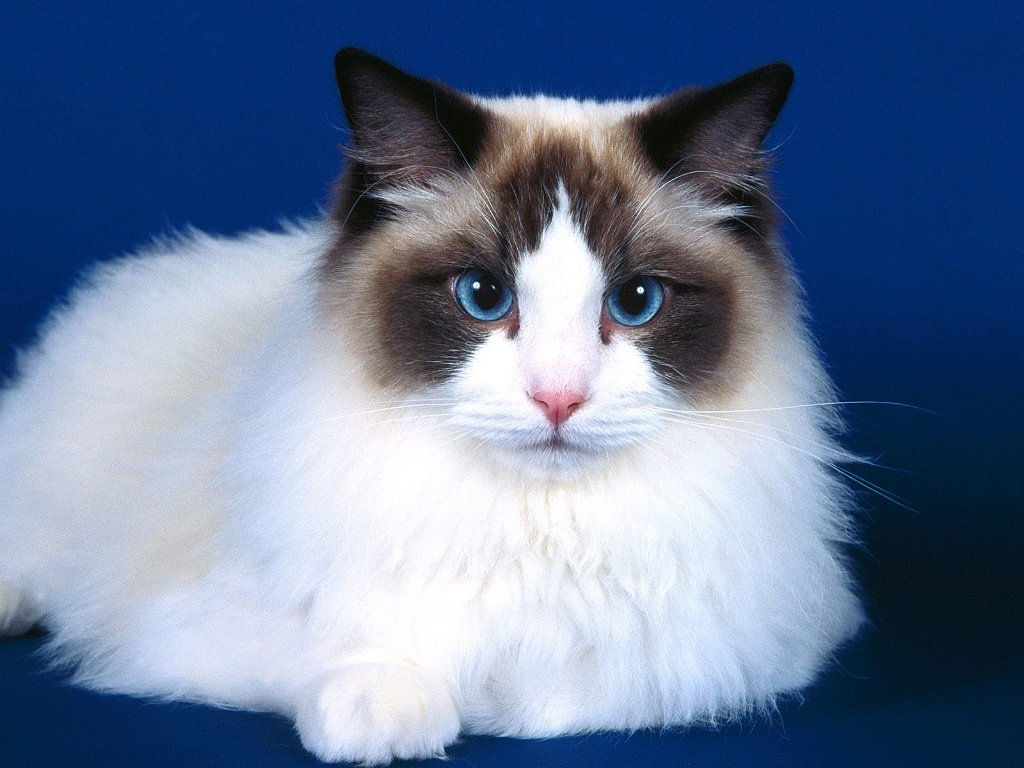 Ashur, Seal Bi-Color Ragdoll